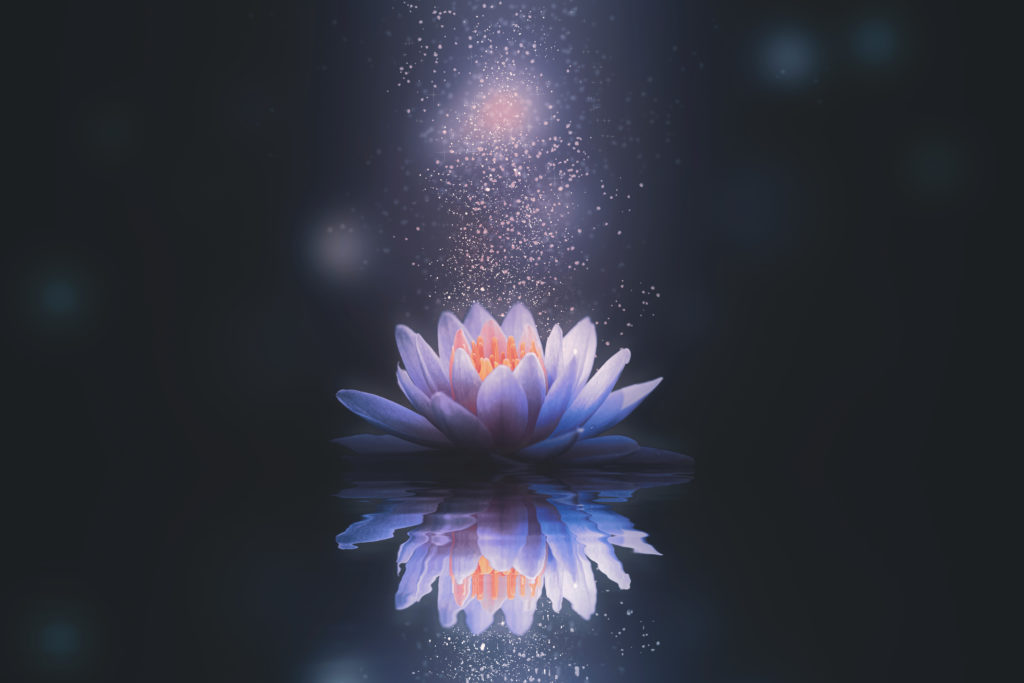 lotus flower, itsyourepilepsy.com